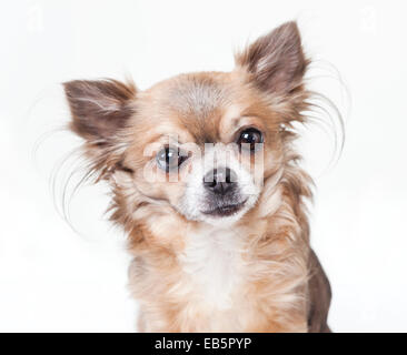 Der Kopf von einem Chihuahua Hund mit langen Haaren schaut in die Kamera, isoliert Stockfoto