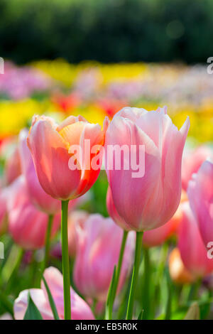 Tulpen; Blüten; Frühling; UK Stockfoto
