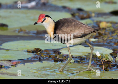 Kamm-crested Jacana (Irediparra Gallinacea) zu Fuß auf den Blättern der Seerose Stockfoto