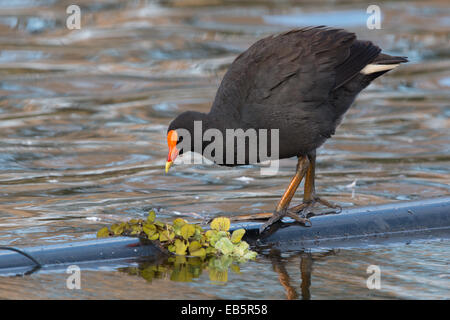 Altrosa Teichhuhn (Gallinula Tenebrosa) Stockfoto