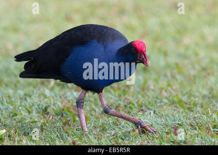 Australasian Purpurhuhn (Porphyrio Porphyrio Melanotus) zu Fuß über eine Rasenfläche Stockfoto