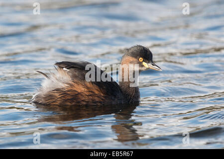 Australasian Grebe (Tachybaptus Novaehollandiae) auf ruhigem Wasser schwimmen Stockfoto