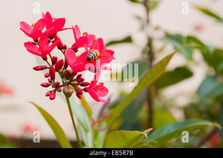 Bild von einer Biene, sammeln von Pollen aus einer rosa Blume Stockfoto