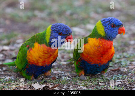 paar Allfarbloris (Trichoglossus Moluccanus) auf dem Boden sitzend Stockfoto