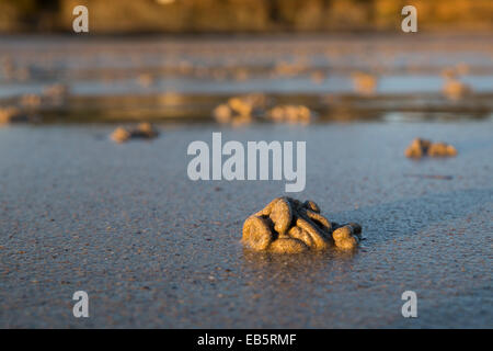 Lug Wurm wirft; Daymer Bay; Cornwall; UK Stockfoto