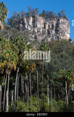 Carnarvon Fan Palmen unter die sich abzeichnende Sandsteinfelsen von Carnarvon Gorge, Queensland, Australien Stockfoto