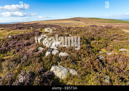 Heather Calluna Vulgaris wächst auf den Blorenge, Abergavenny, Wales, UK Stockfoto