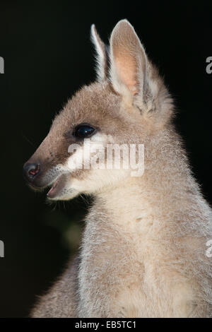 Whiptail Wallaby (Macropus Parryi) - auch bekannt als hübsches Gesicht Wallaby Stockfoto