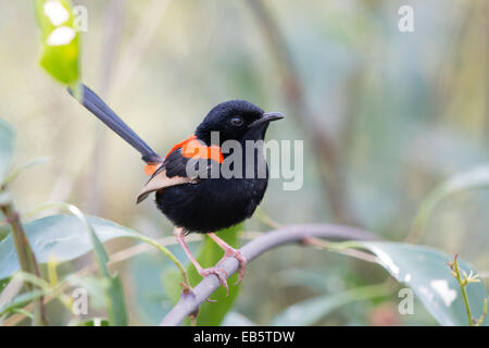 männliche Red-backed Staffelschwanz (Malurus Melanocephalus) Stockfoto