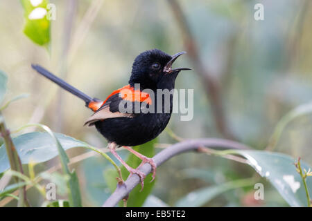 männliche Red-backed Staffelschwanz (Malurus Melanocephalus) singen Stockfoto