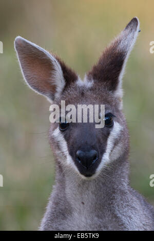 Whiptail Wallaby (Macropus Parryi) - auch bekannt als hübsches Gesicht Wallaby Stockfoto