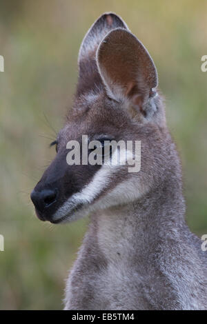 Whiptail Wallaby (Macropus Parryi) - auch bekannt als hübsches Gesicht Wallaby Stockfoto