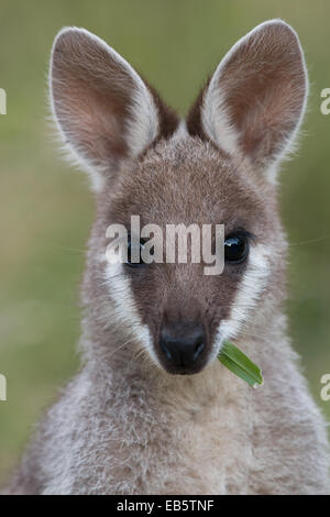 Whiptail Wallaby (Macropus Parryi) - auch bekannt als hübsches Gesicht Wallaby Stockfoto