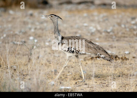 Kori Bustard - Etosha Nationalpark - Namibia, Afrika Stockfoto