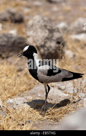 Schmied Kiebitz oder Blacksmith Plover (Vanellus Armatus) - Koinachas Wasserloch - Etosha Nationalpark, Namibia; Afrika Stockfoto