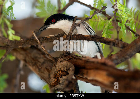 Black-backed Puffback (Dryoscopus Cubla) - Mushara Outpost - in der Nähe von Etosha Nationalpark, Namibia, Afrika Stockfoto