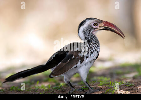 Rot-billed Hornbill (Tockus Erythrorhynchus) - Mushara Outpost - in der Nähe von Etosha Nationalpark, Namibia, Afrika Stockfoto