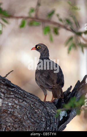 Rot-billed Spurfowl (Pternistis Adspersus) - Mushara Outpost - in der Nähe von Etosha Nationalpark, Namibia, Afrika Stockfoto
