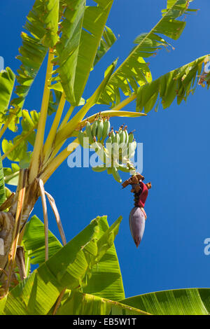 Kato Katelios, Kefalonia, Ionische Inseln, Griechenland. Bananenstaude (Musa Acuminata) wächst hinter Mounda Strand. Stockfoto