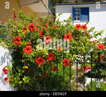 Vathy, Ithaka, Ionische Inseln, Griechenland. Hibiscus Rosa-Sinensis in Blüte außerhalb eines Dorfhauses. Stockfoto