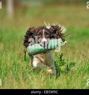 Englisch Springer Spaniel ausgebildet mit einem dummy Stockfoto