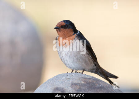 Willkommen Sie Schwalbe (Hirundo Neoxena) thront auf einem Felsen Stockfoto