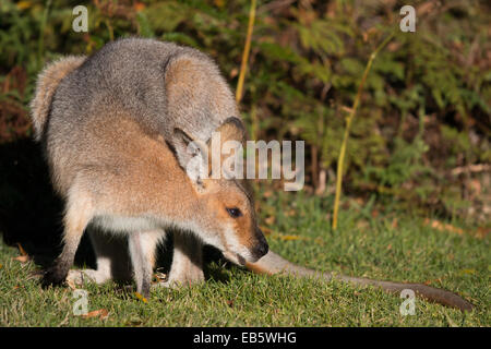 Red-necked Wallaby (Macropus Rufogriseus) grasen auf einer Wiese am Rand des Waldes Stockfoto