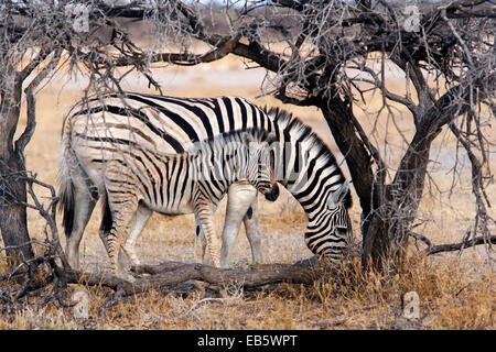 Burchell Zebra (Equus Quagga Burchellii) - Etosha Nationalpark - Namibia, Afrika Stockfoto