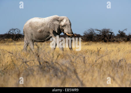 Afrikanischer Elefant (Loxodonta Africana) - Etosha Nationalpark - Namibia, Afrika Stockfoto