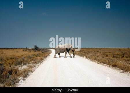 Afrikanischer Elefant (Loxodonta Africana) Kreuzung Straße in Etosha Nationalpark - Namibia, Afrika [Fahrzeug-Antenne entfernt] Stockfoto
