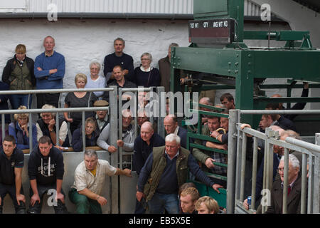 Bauern und Bürger beobachten die Schafe-Wettbewerb auf der Dalmally landwirtschaftliche Gesellschaft Show, Dalmally, Schottland. Stockfoto