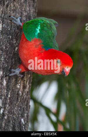 männliche Australian King Parrot (Alisterus Scapularis) Stockfoto