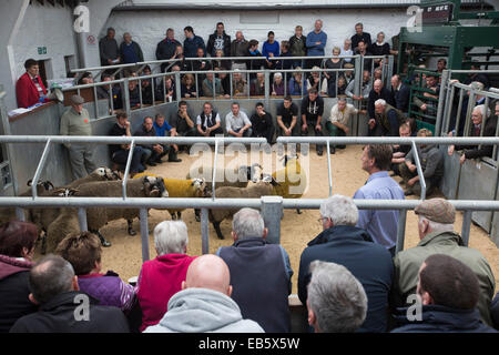 Landwirte und die Öffentlichkeit gerade einen Schaf-Wettbewerb bei der Dalmally landwirtschaftliche Gesellschaft zeigen, Schottlands. Stockfoto