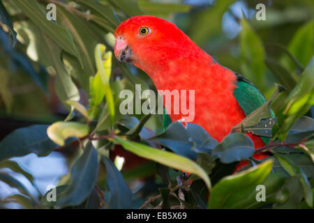 männliche Australian King Parrot (Alisterus Scapularis) Stockfoto