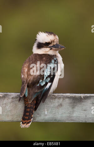 Laughing Kookaburra (Dacelo Novaeguineae) thront auf einem Holzzaun Stockfoto