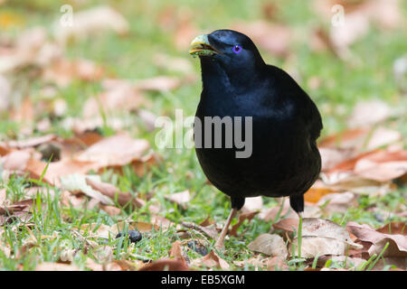 männliche Satin Laubenvogel (Ptilonorhynchus Violaceus) Stockfoto