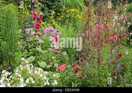 Gemeinsamen Stockrose (Alcea Rosea), Garten-Phlox (Phlox Paniculata) und rote Garten Gartenmelde (Atriplex Hortensis var. Rubra) Stockfoto