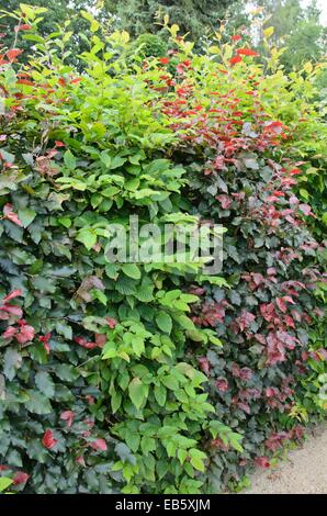 Gemeinsame Hainbuche (Carpinus betulus) und Rotbuche (Fagus sylvatica 'Purpurea') Stockfoto