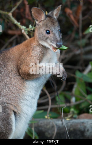 Red-necked Pademelon (Thylogale Thetis) Stockfoto