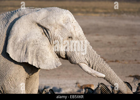 Afrikanischer Elefant (Loxodonta Africana) - Etosha Nationalpark - Namibia, Afrika Stockfoto