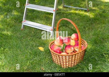 Korb mit roten Äpfeln in einem Garten auf einem grünen Rasen Stockfoto