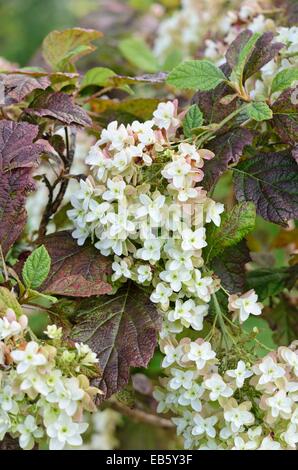 Eiche-leaved Hortensie (Hydrangea quercifolia Schneeflocke") Stockfoto