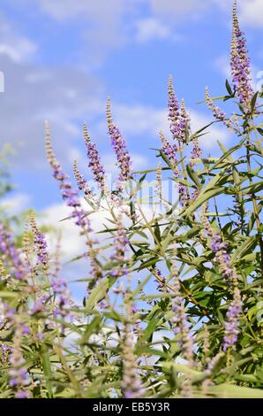 Keusch Baum (Vitex agnus-castus) Stockfoto