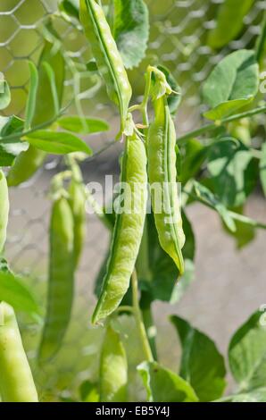 Garten Erbse (pisum sativum) Stockfoto