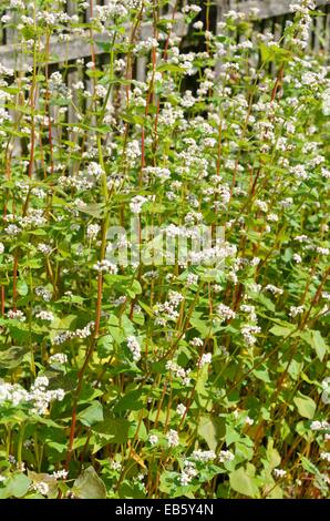 Gemeinsame Buchweizen (Fagopyrum esculentum) Stockfoto