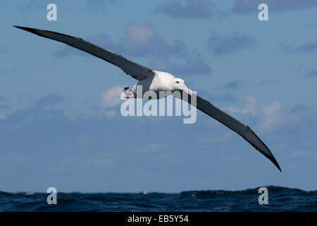 Wandering Albatros (Diomedea Exulans) fliegen über dem Pazifischen Ozean Stockfoto