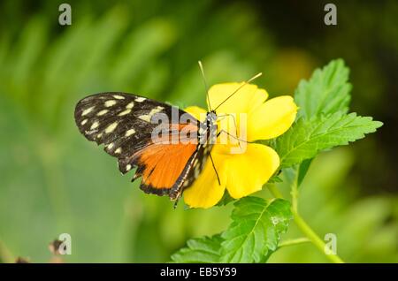 Ismenius Tiger (heliconius ismenius) Stockfoto