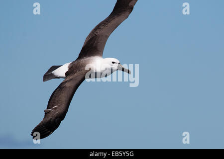 Unreife Indian Yellow-nosed Albatross (Thalassarche Carteri) im Flug