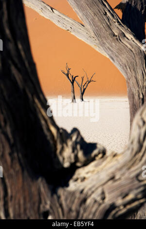 Dead Vlei in Sossusvlei Nationalpark - Namib-Naukluft-Nationalpark, Namibia, Afrika Stockfoto