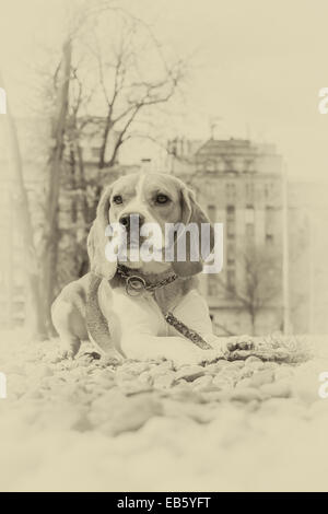 stolz auf Beagle-Hund liegend auf den Felsen im Park, Vintage retro-Foto Stockfoto